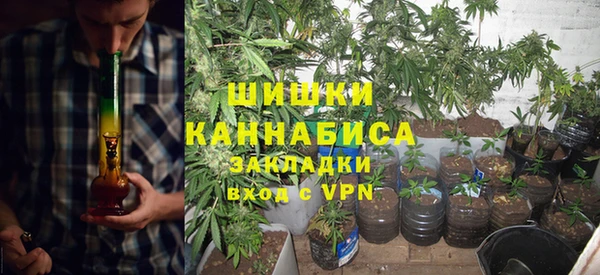 прущие грибы Иннополис